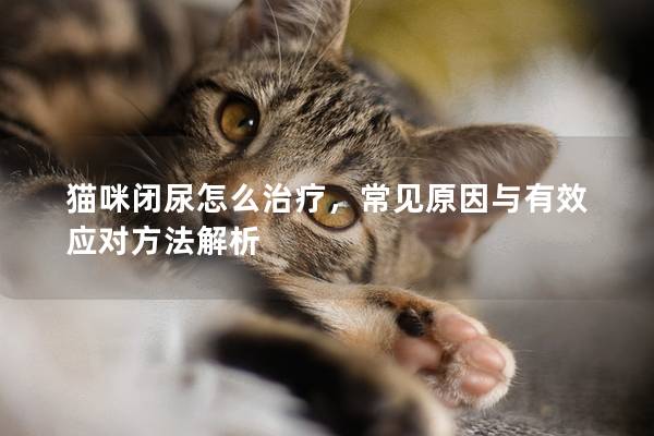 貓咪閉尿怎么治療，常見原因與有效應對方法解析