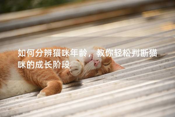 如何分辨貓咪年齡，教你輕松判斷貓咪的成長階段