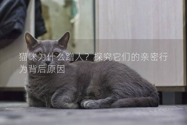 貓咪為什么蹭人？探究它們的親密行為背后原因