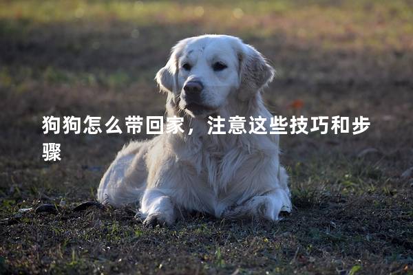 狗狗怎么帶回家,注意這些技巧和步驟 狗狗怎么帶回家,注意這些技巧和步驟