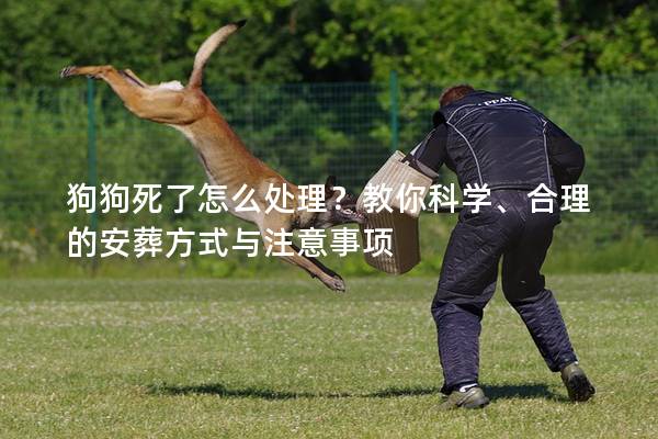 狗狗死了怎么處理？教你科學、合理的安葬方式與注意事項