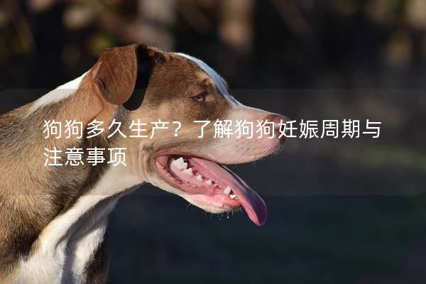 狗狗多久生產？了解狗狗妊娠周期與注意事項