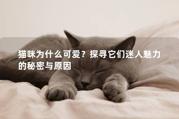 貓咪為什么可愛？探尋它們迷人魅力的秘密與原因