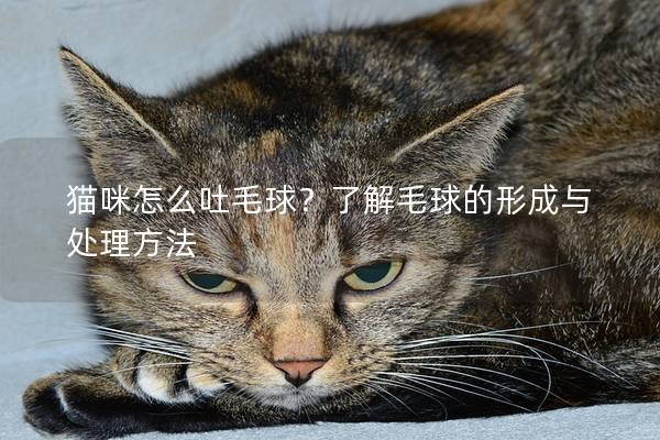 貓咪怎么吐毛球？了解毛球的形成與處理方法