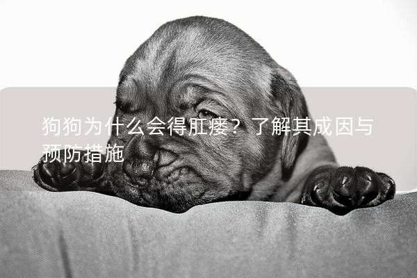 狗狗為什么會得肛瘺？了解其成因與預(yù)防措施