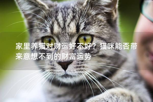 家里養(yǎng)貓對財(cái)運(yùn)好不好？貓咪能否帶來意想不到的財(cái)富運(yùn)勢