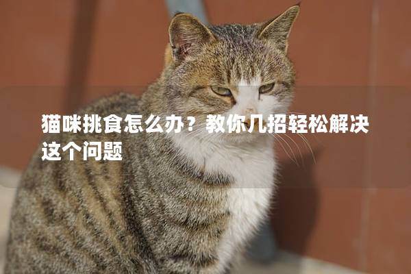 貓咪挑食怎么辦？教你幾招輕松解決這個問題
