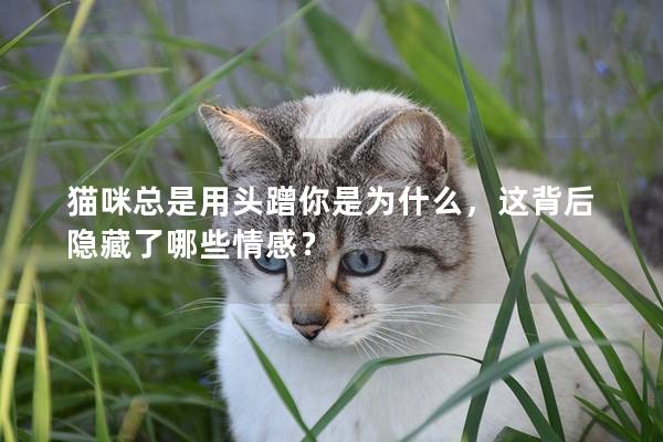 貓咪總是用頭蹭你是為什么，這背后隱藏了哪些情感？