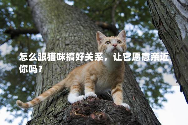 怎么跟貓咪搞好關(guān)系，讓它愿意親近你嗎？