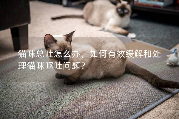 貓咪總吐怎么辦，如何有效緩解和處理貓咪嘔吐問題？