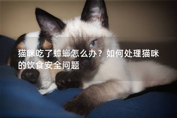 貓咪吃了蟑螂怎么辦？如何處理貓咪的飲食安全問題