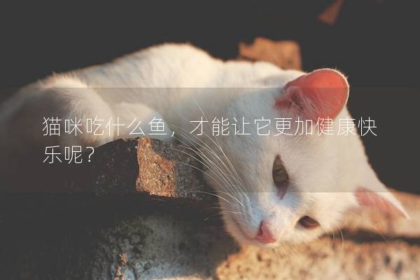 貓咪吃什么魚，才能讓它更加健康快樂呢？