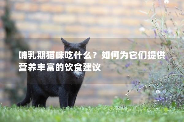 哺乳期貓咪吃什么？如何為它們提供營(yíng)養(yǎng)豐富的飲食建議
