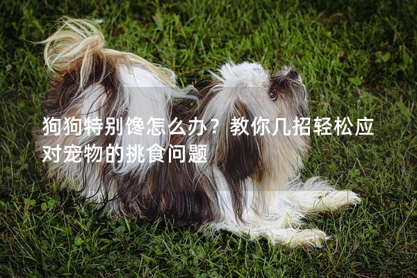 狗狗特別饞怎么辦？教你幾招輕松應對寵物的挑食問題