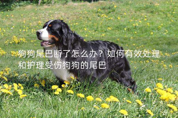 狗狗尾巴斷了怎么辦？如何有效處理和護理受傷狗狗的尾巴