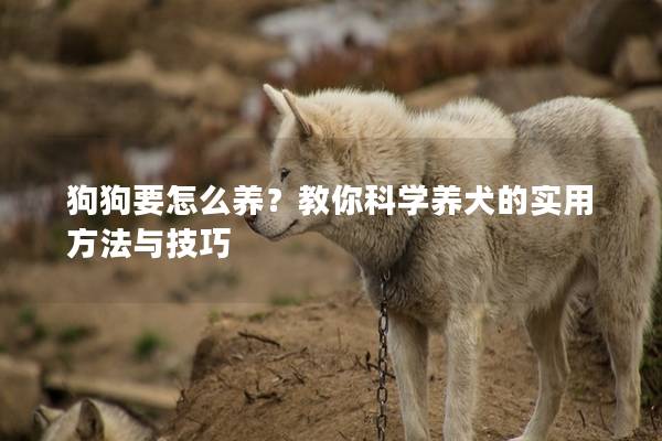 狗狗要怎么養(yǎng)？教你科學(xué)養(yǎng)犬的實(shí)用方法與技巧