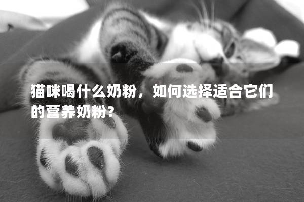 貓咪喝什么奶粉，如何選擇適合它們的營養奶粉？