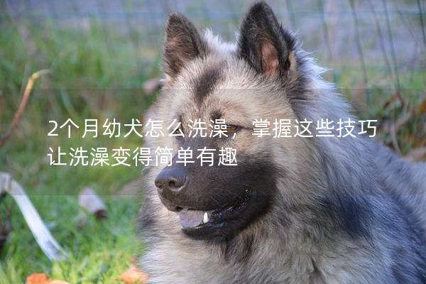 2個月幼犬怎么洗澡，掌握這些技巧讓洗澡變得簡單有趣