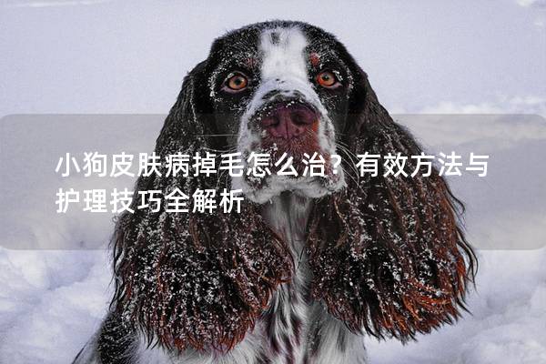 小狗皮膚病掉毛怎么治？有效方法與護理技巧全解析