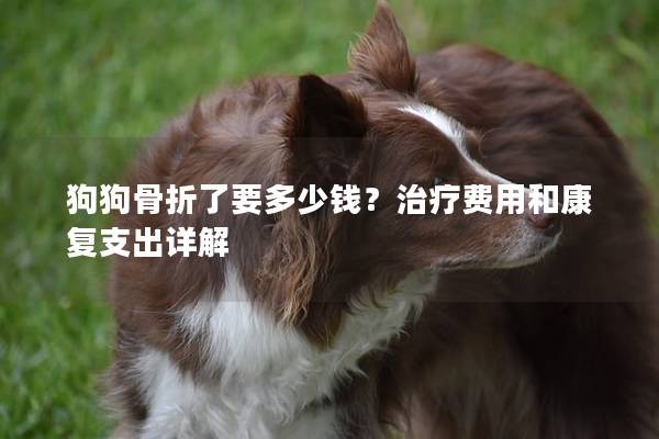 狗狗骨折了要多少錢？治療費用和康復(fù)支出詳解