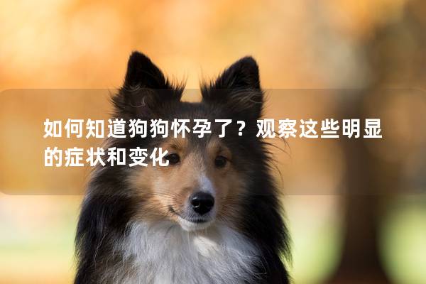 如何知道狗狗懷孕了？觀察這些明顯的癥狀和變化