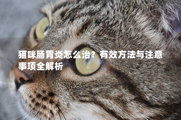 貓咪腸胃炎怎么治？有效方法與注意事項全解析