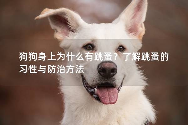 狗狗身上為什么有跳蚤？了解跳蚤的習性與防治方法