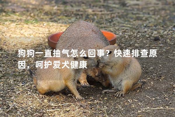 狗狗一直抽氣怎么回事？快速排查原因，呵護(hù)愛犬健康