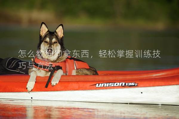 怎么教狗狗拿東西，輕松掌握訓練技巧與方法