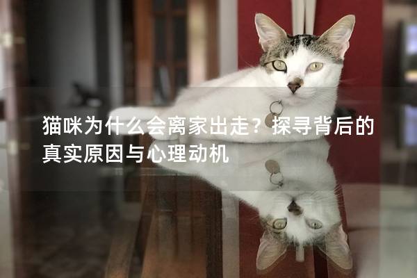 貓咪為什么會(huì)離家出走？探尋背后的真實(shí)原因與心理動(dòng)機(jī)