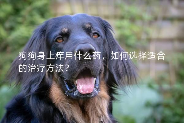 狗狗身上癢用什么藥，如何選擇適合的治療方法？