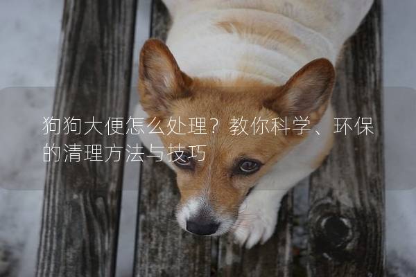 狗狗大便怎么處理？教你科學、環保的清理方法與技巧