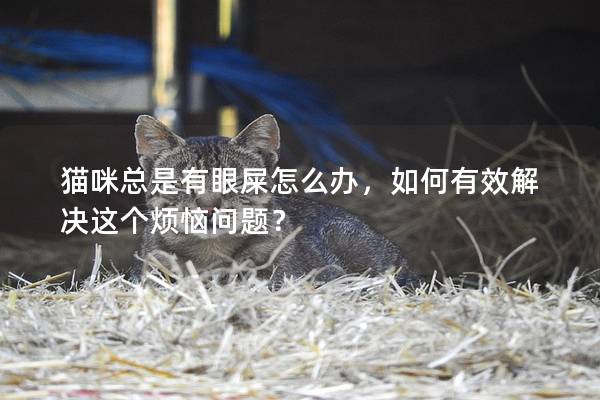 貓咪總是有眼屎怎么辦，如何有效解決這個煩惱問題？
