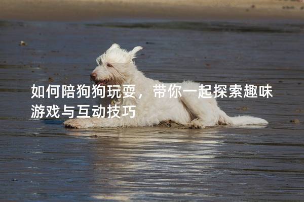 如何陪狗狗玩耍，帶你一起探索趣味游戲與互動技巧