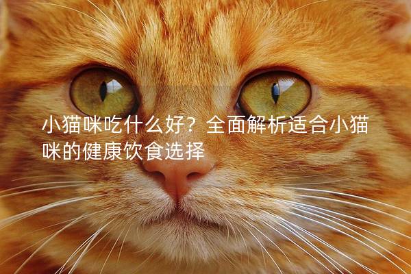 小貓咪吃什么好？全面解析適合小貓咪的健康飲食選擇