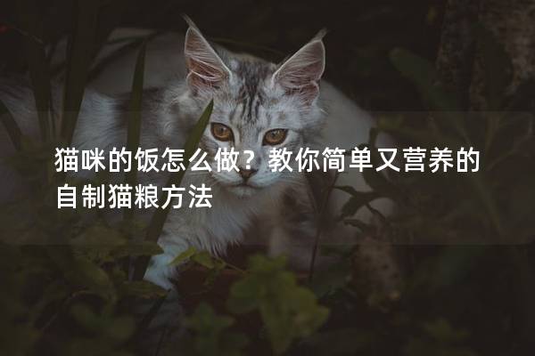 貓咪的飯怎么做？教你簡單又營養的自制貓糧方法