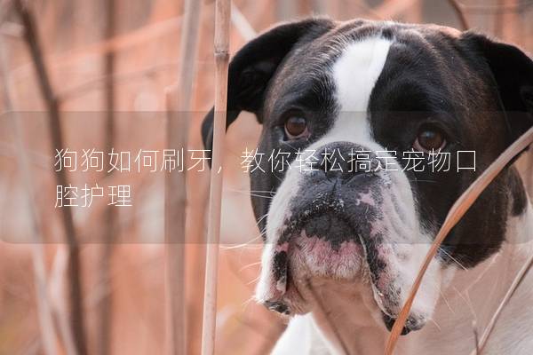 狗狗如何刷牙，教你輕松搞定寵物口腔護理