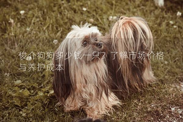 俊介狗狗多少錢一只？了解市場價格與養(yǎng)護成本