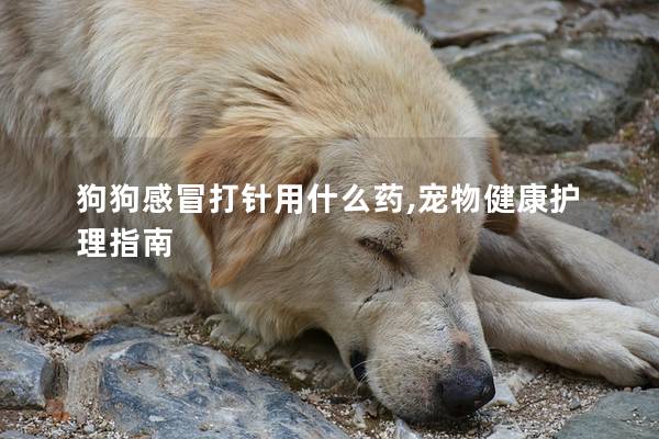 狗狗感冒打針用什么藥,寵物健康護理指南
