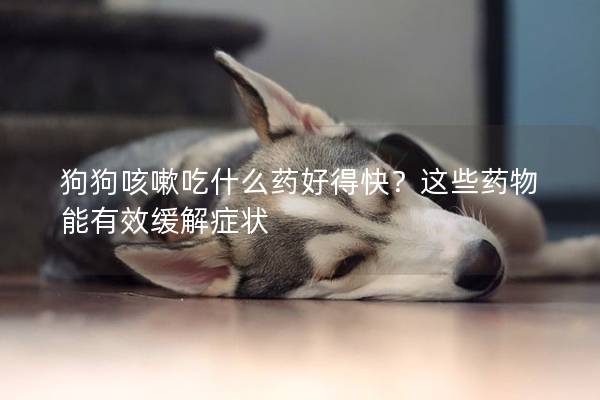 狗狗咳嗽吃什么藥好得快？這些藥物能有效緩解癥狀
