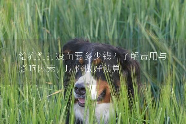 給狗狗打疫苗要多少錢？了解費(fèi)用與影響因素，助你做好預(yù)算