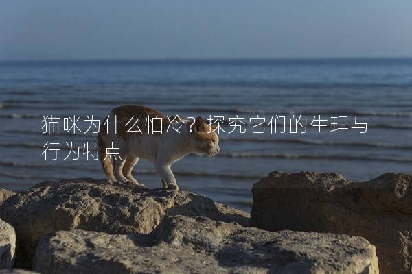 貓咪為什么怕冷？探究它們的生理與行為特點