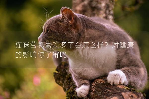 貓咪營養膏吃多了會怎么樣？對健康的影響你了解嗎
