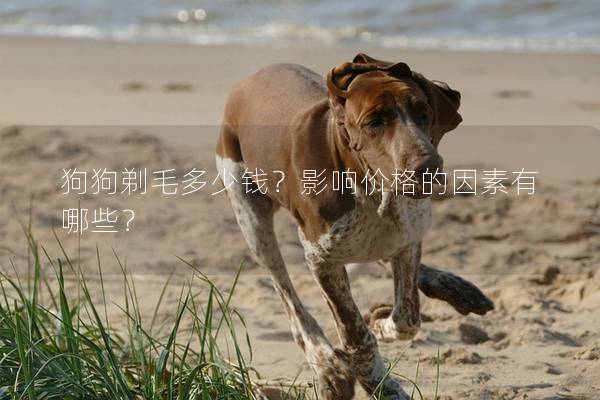 狗狗剃毛多少錢？影響價格的因素有哪些？
