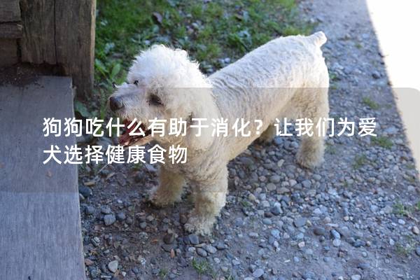 狗狗吃什么有助于消化？讓我們?yōu)閻廴x擇健康食物