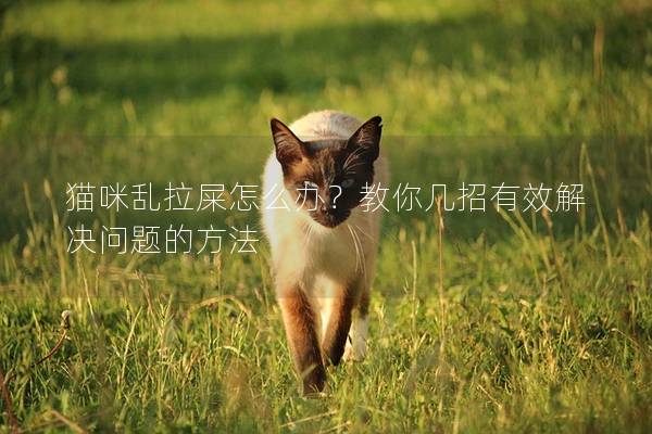 貓咪亂拉屎怎么辦？教你幾招有效解決問題的方法