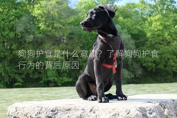狗狗護(hù)食是什么意思？了解狗狗護(hù)食行為的背后原因