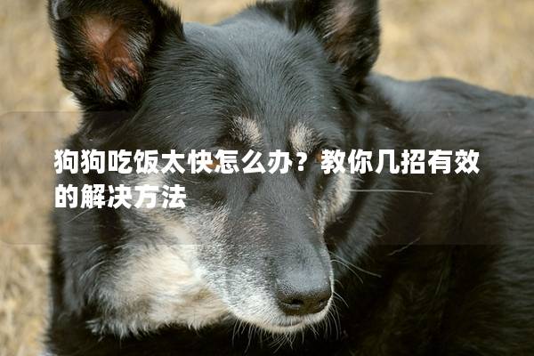 狗狗吃飯太快怎么辦？教你幾招有效的解決方法