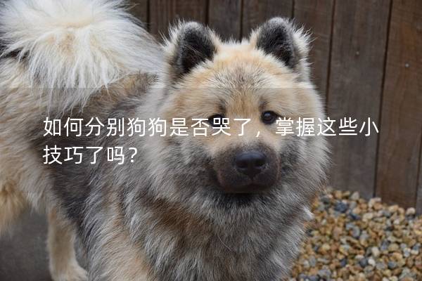 如何分別狗狗是否哭了，掌握這些小技巧了嗎？