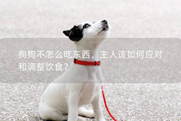 狗狗不怎么吃東西，主人該如何應對和調整飲食？